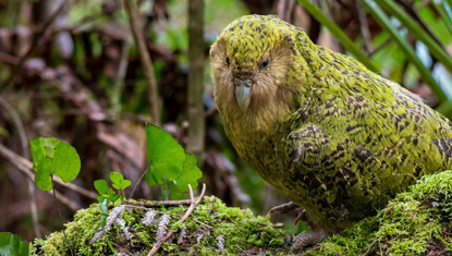 The kākāpō is a large, flightless, nocturnal, ground-dwelling parrot endemic to New Zealand