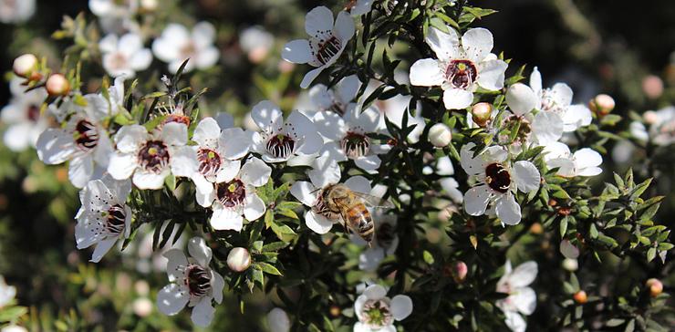 Honey bee gathering pollen from a white manuka flower (ID 59583100 ©   | Dreamstime.com)