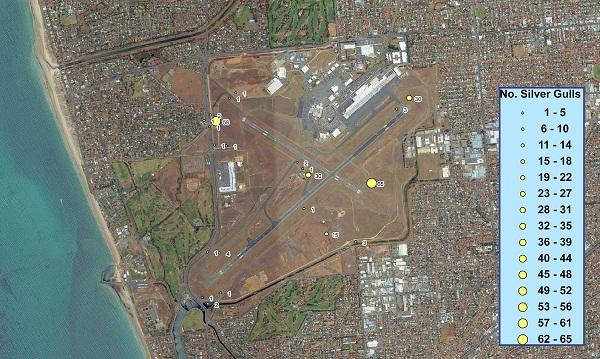 An aerial GIS map of Adelaide Airport showing the number of silver gulls in the area.  