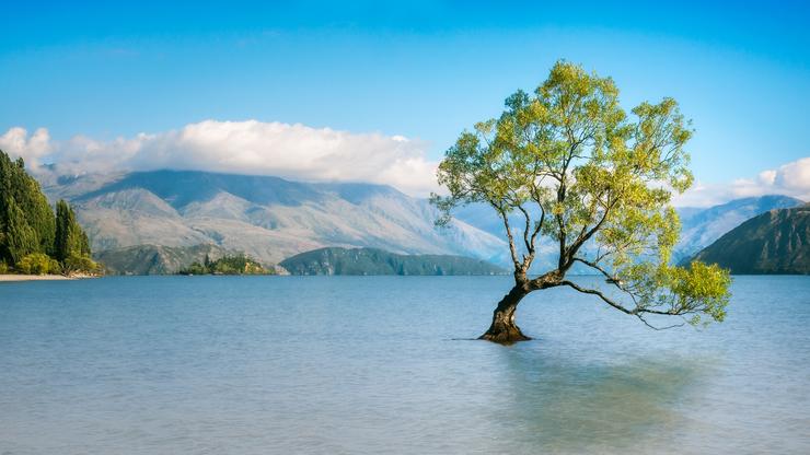 The lone tree of Lake Wanaka is one of the most photographed trees in New Zealand
