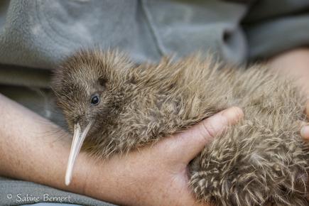 There are around 68,000 of these kiwis left